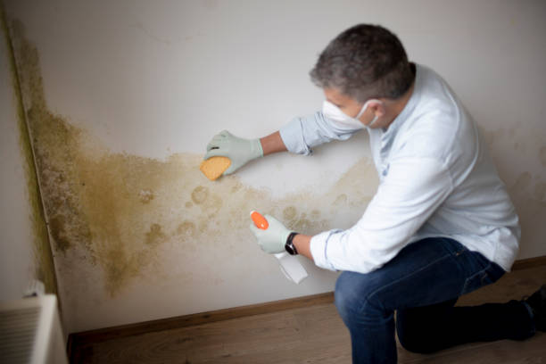 Mold Documentation for Insurance Claims in Pine Island, TX