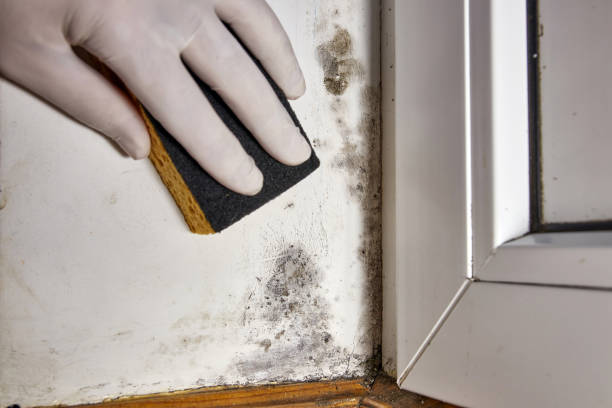 Trusted Pine Island, TX Mold Removal Experts